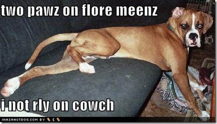 funny-dog-pictures-this-dog-is-not-really-on-the-couch