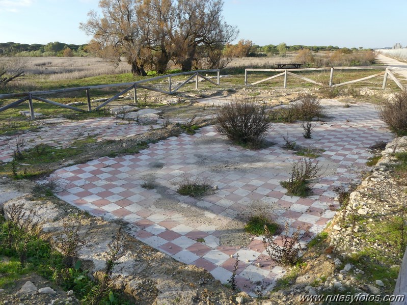 Marisma de los Toruños y Pinar de la Algaida