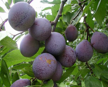  Name and Benefits for Prune Fruit