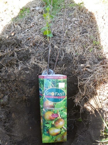 Planting a Gooseberry