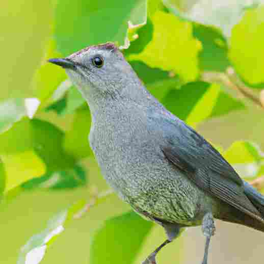 What Makes Catbirds Unique? Facts and Stats to Know