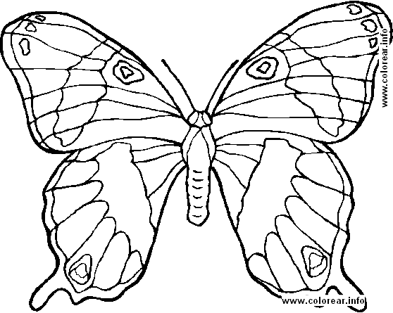 animal coloring pages