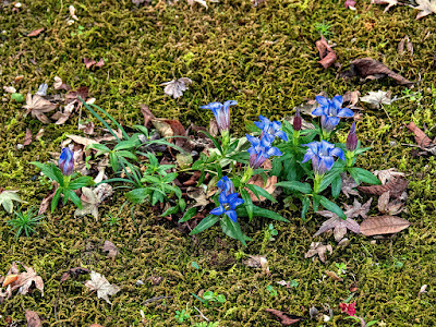 Rindo (Gentiana) flowers: Tokei-ji