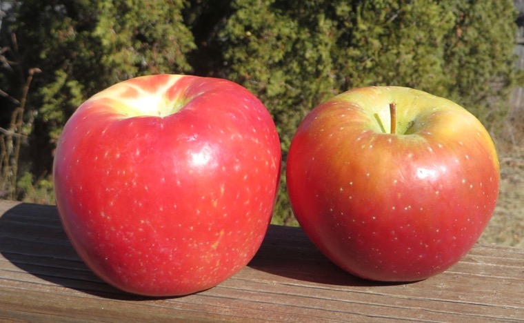 Honeycrisp and Evercrisp apples