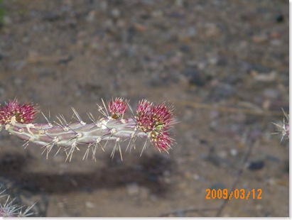 soon to bloom