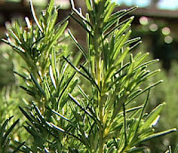 Rosemary Plant Benefits and Uses