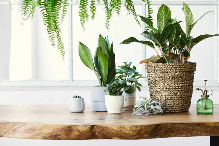 Indoor Plants For House To Create Stress free environment