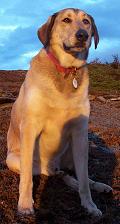 The Disreputable Dog