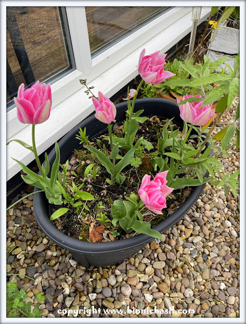 The BBHQ Midweek News Round-Up ©BionicBasil® April Tulips at BBHQ - Pink