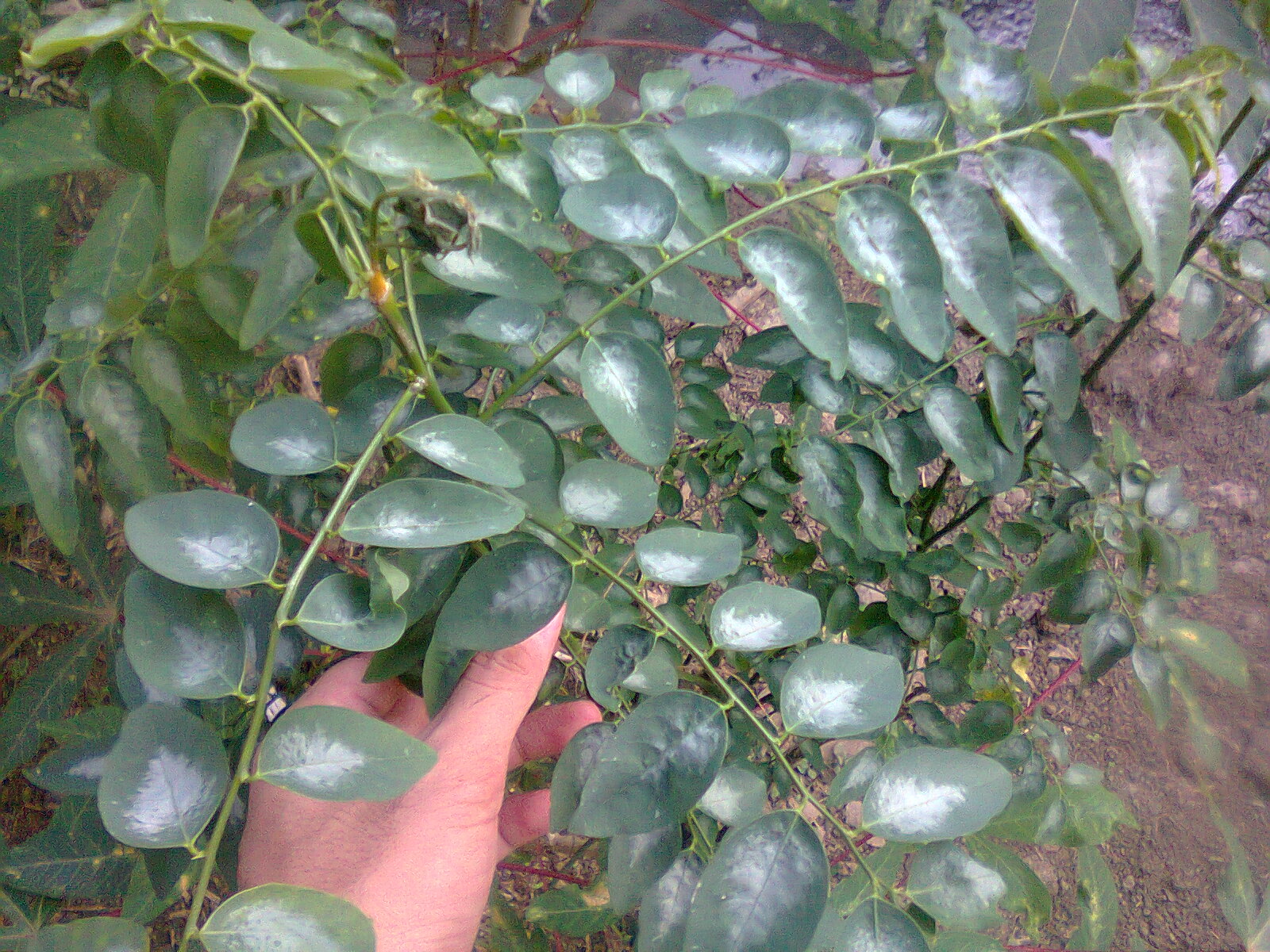 Budidaya DAUN KATUK Secara Organik Agar Cepat Panen Dan Budidaya DAUN KATUK Secara Organik Agar Cepat Panen Dan