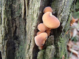 grzyby 2016, grzyby w grudniu, grzyby zimowe, grzybobranie w grudniu, grzyby w Lasku wolskim, grzyby w Krakowie, boczniak ostrygowaty Pleurotus ostreatus, uszak bzowy, płomiennica zimowa, zimówka