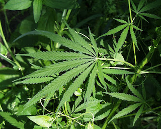 Ron Paul on medical Marijuana and Hemp