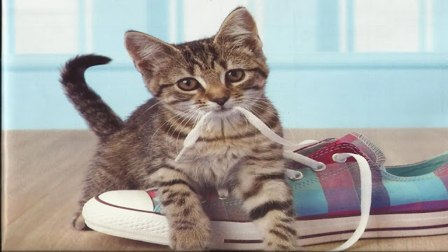 Kitten playing with shoelaces
