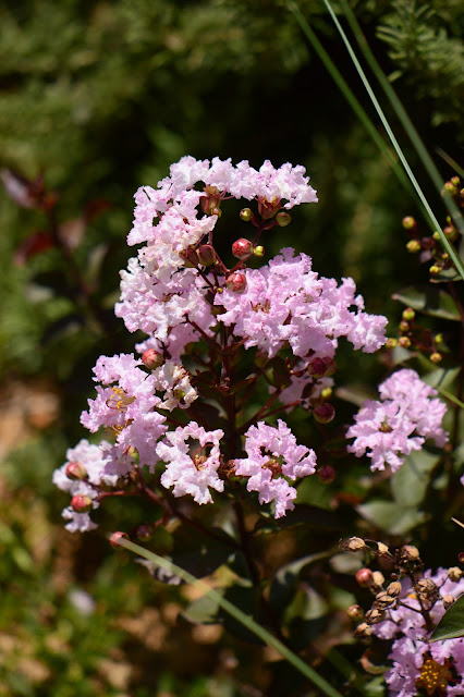 Tuesday View, small sunny g￼arden, amy myers, desert garden, July, summer, lagerstroemia, rhapsody in pink