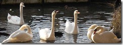 swans