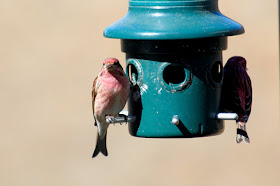 purple finches, forked tails