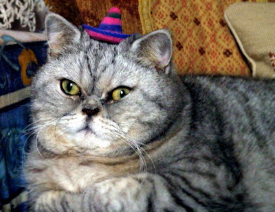 Fat Cat Giuly is a New Internet Sensation Seen On  www.coolpicturegallery.us