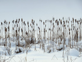 cattails