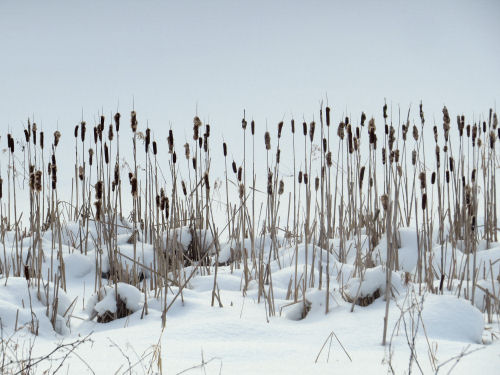 cattails