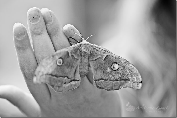 polyphemus moth polyphemus moth on girl's hand - Photo by Adrienne Zwart Photography