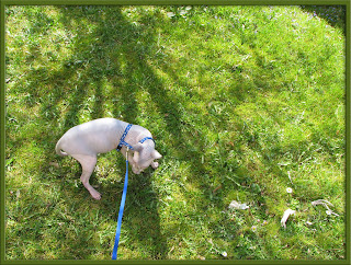 Merlin outside on his harness