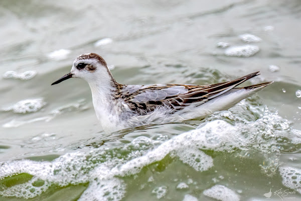 Grey phalarope