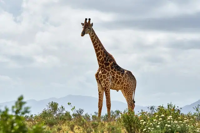 Top 10 Long Neck Animals in the World