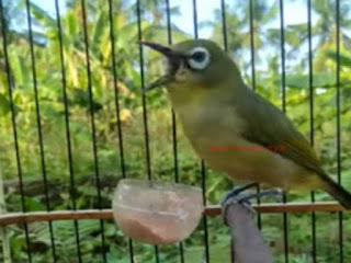 Cara Jemur Burung Pleci Agar Cepat Buka Paruh Cara Jemur Burung Pleci Agar Cepat Buka Paruh