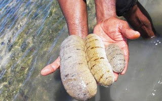 pengobatan penyakit bronkitis secara tradisional