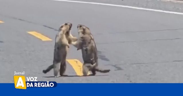 Briga de Marmotas causa congestionamento em Rodovia na China e viralização nas redes sociais. VÍDEO!