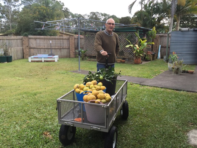 Pruning the lemon tree