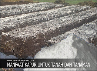 Manfaat Kapur untuk Tanah dan Tanaman