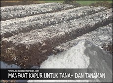 Manfaat Kapur untuk Tanah dan Tanaman