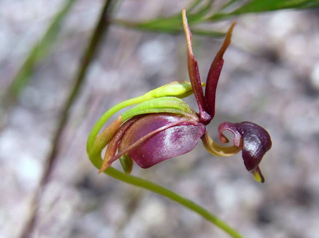 Large Duck Orchid (Caleana major)