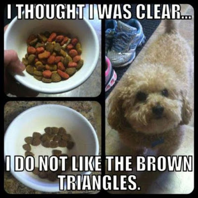 Funny Dog Shaming : I thought i was clear