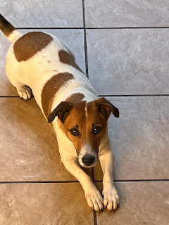 Adopt Tjopper - Jack Russell