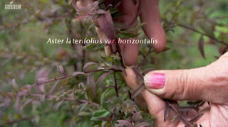 Aster Lateriflorus Horizontalis