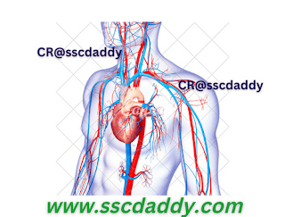 Human circulatory system diagram