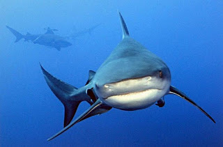 sharks-Pictures-Photos-Images-Pics