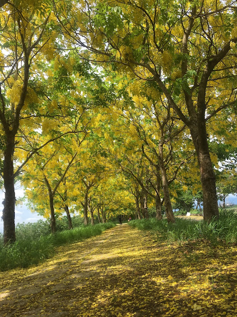 Golden Shower Trees in Anding, Tainan, Taiwan