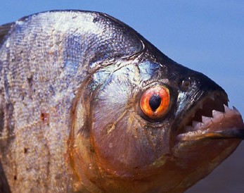 Piranha