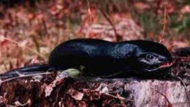 Makhluk Misterius Tsuchinoko Makhluk Misterius Tsuchinoko