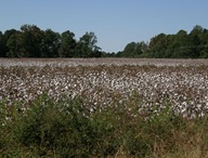 cotton1