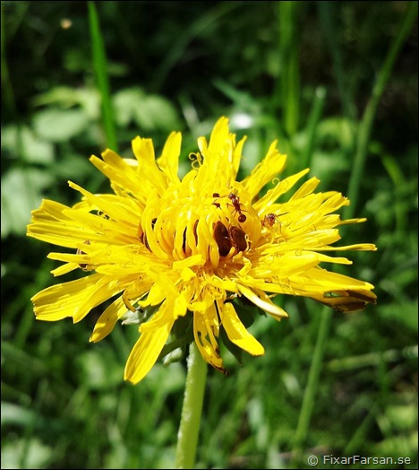 Närbild-Maskros-Samsung-Galaxy-S4 (2)