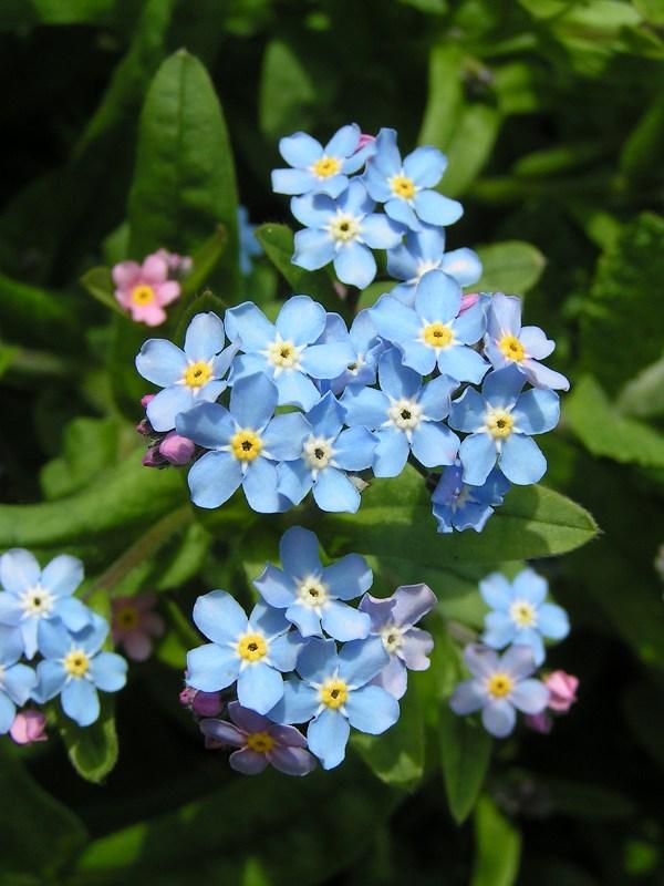 Forget-me-not - Gallery Photo