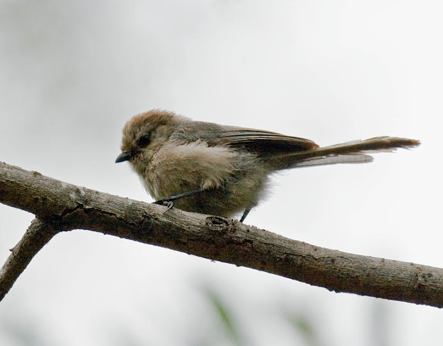 Bushtit