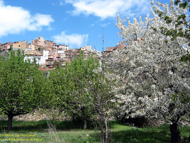 castielfabib-valencia-cerezo-flor