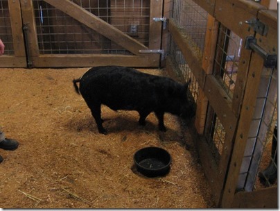 IMG_0213 Guinea Hog at the Oregon Zoo in Portland, Oregon on November 10, 2009
