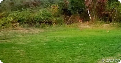 Deers