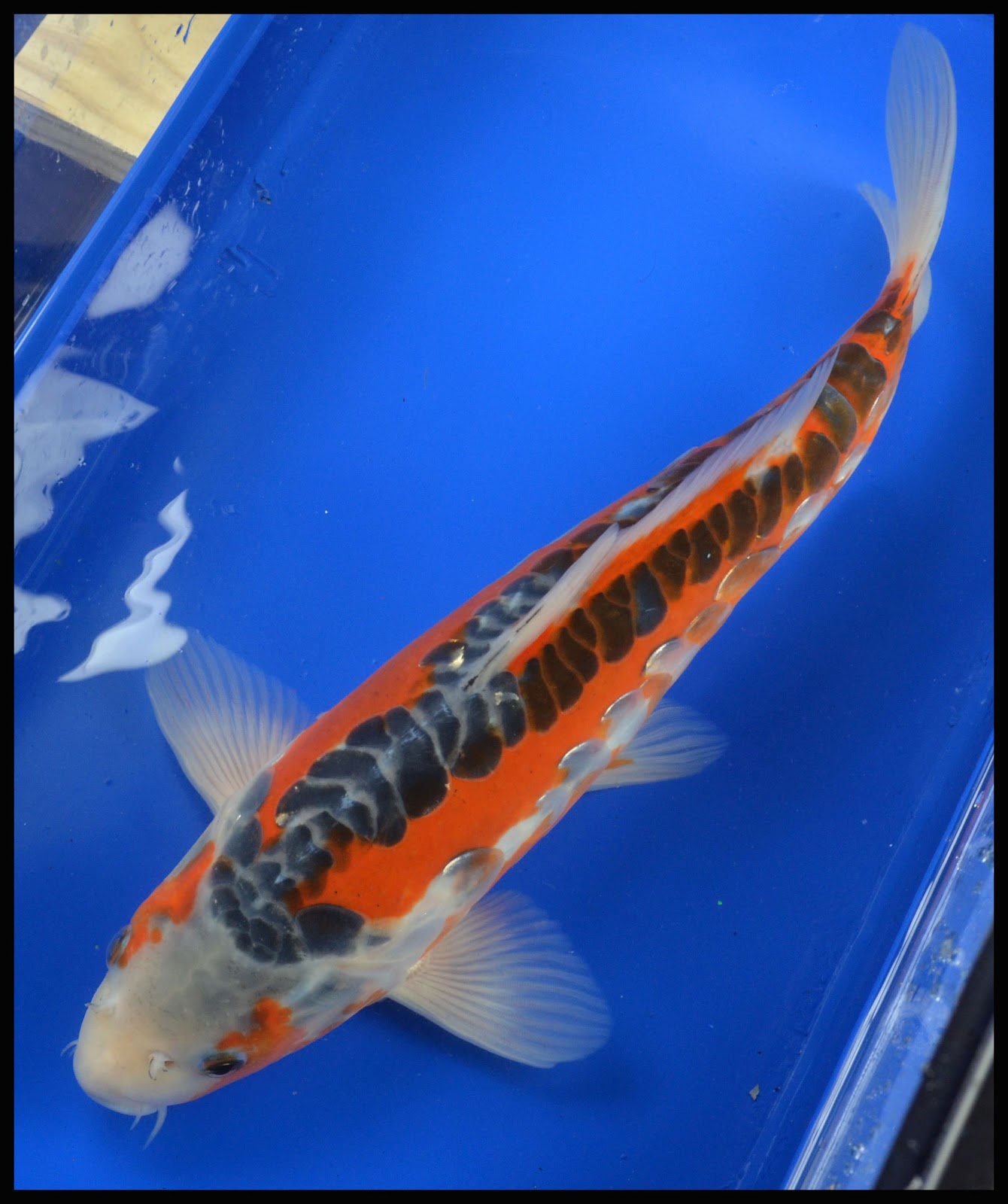 Koi To The World: Featured KOI - 12" Shusui Bred By Blackwater Creek